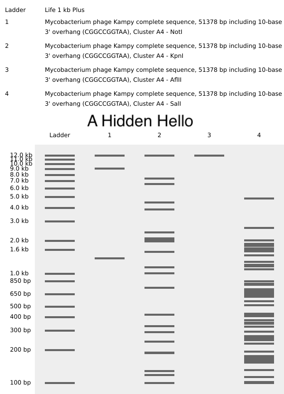 virtual_digest_sequence_Mycobacterium-phage-Kampy-complete-sequence-51378-bp-including-10-base-3-overhang-CGGCCGGTAA-Cluster-A4_[HiddenHello]